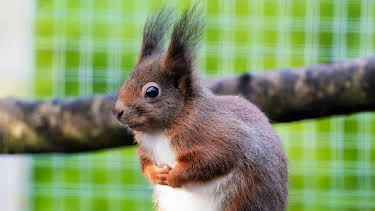 8:30 AM: Animal Park | BBC One Wales | 4/2 2026