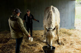 Dog Tales Rescue: Save the 21