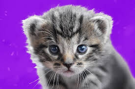 Blue Bagoo: Guess the Animal Sounds 2