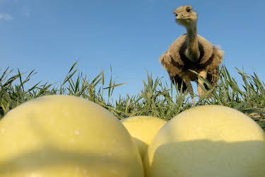 13:15: Freche Viecher (1/3) | 3SAT | 5/4 2026