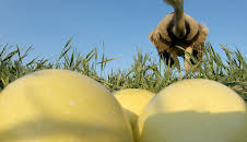 Freche Viecher (1/3)