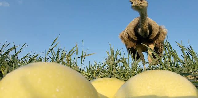 13:15: Freche Viecher (1/3) | 3SAT | 1/12 2026