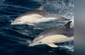 How Do Animals Do That? Season 1: Supersmart Dolphins and Hungry Hyenas