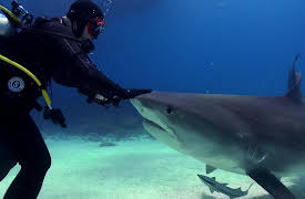 Season 1: Shiver of Sharks