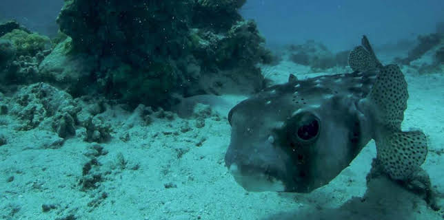 4:15 PM: Oceans | BBC Two | 3/2 2026