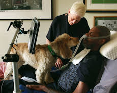 Hundehuset: Bailey og Dave