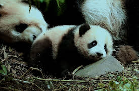 4 Seasons in the Giant Pandas Kingdom: Birth of a Giant