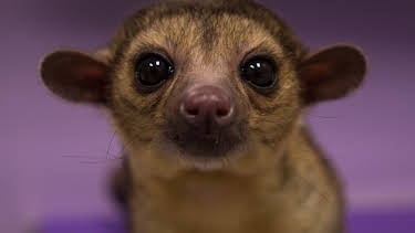 09:25: The Vet Life (S2 E4) (S2) | Animal Planet | 4/11 2026