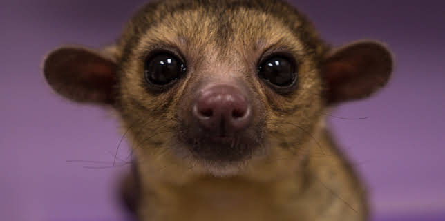 11:15: The Vet Life (S2 E4) (S2) | Animal Planet | 12/10 2025