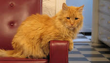 My Cat From Hell (S3 E9)