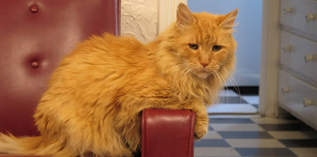 16:00: My Cat From Hell (S3 E9) (S3) | Animal Planet | 3/13 2026