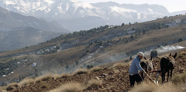 20:15: Wildes Marokko - Der grüne Norden | 3SAT | 1/26 2026