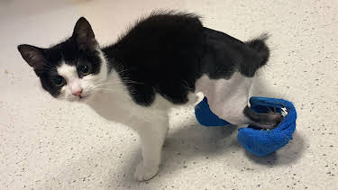 9:00 PM: The Supervet: Noel Fitzpatrick (S8 E3) (S8) | W | 1/12 2026