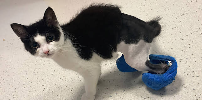 8:00 PM: The Supervet: Noel Fitzpatrick (S8 E3) (S8) | W | 1/12 2026