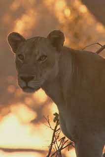 19:50: Especial animales letales de África: Jugando al escondite | Nat Geo Wild | 2/21 2026