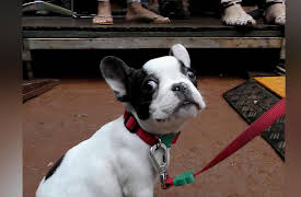 Petchannel Brasil: Dog Adoption