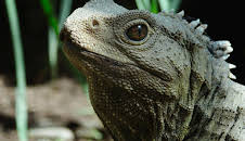 Neuseeland - Rivalen der Urzeit: Lebende Fossilien