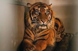 Vantara: Sanctuary Stories, Season 1: The Heart of Vantara: The Experts