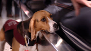 07:45: Border Patrol Australia | ProSieben Maxx | 4/2 2026