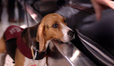 Border Patrol Australia