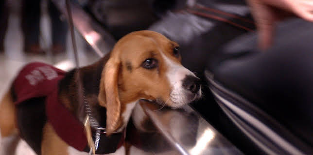 11:50: Border Patrol Australia | ProSieben Maxx | 12/12 2025