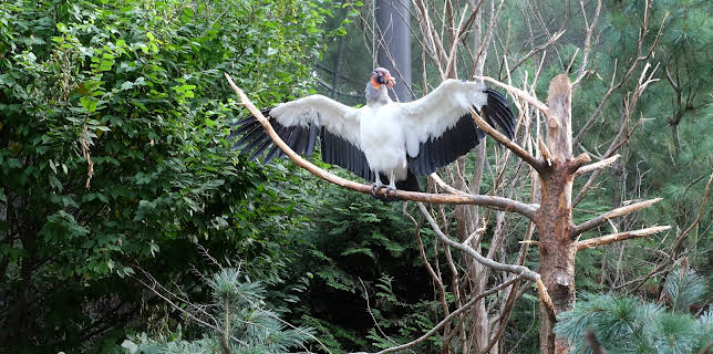 06:50: The Zoo (S3 E8) (S3) | Animal Planet | 1/13 2026