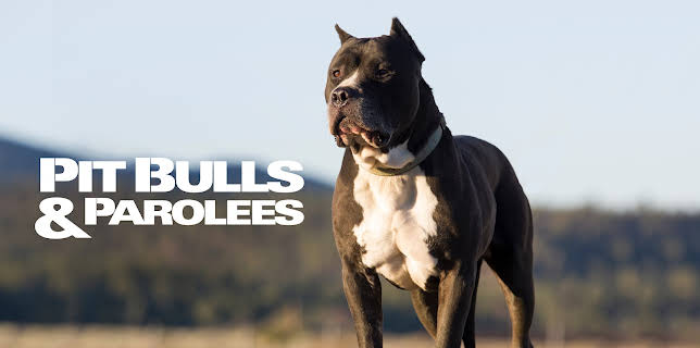 Pit Bulls & Parolees