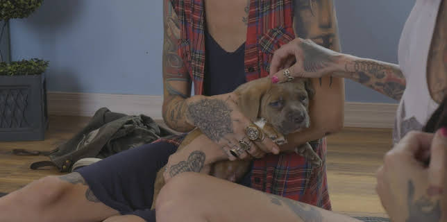 15:00: Pit Bulls & Parolees (S9 E6) (S9) | Animal Planet | 11/2 2025