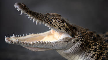 06:00: Crikey! It's the Irwins (S3 E10) (S3) | Animal Planet | 5/28 2026
