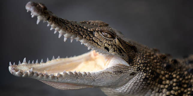 06:00: Crikey! It's the Irwins (S3 E10) (S3) | Animal Planet | 11/26 2025