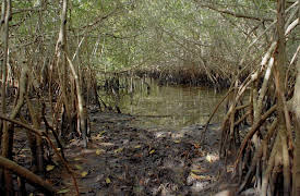 Changing Seas: Habitats The Key to Floridas Fisheries