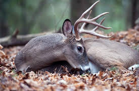 Nature Watching: How to Find and Observe Wildlife: Animal Bedding and the Dream World of Deer