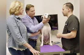 The Vet Life Season 1: Training Day