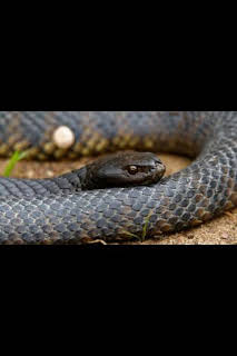 02:30: Astutos y letales: Supervivencia | Nat Geo Wild | 4/2 2026