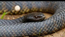 Astutos y letales: Supervivencia