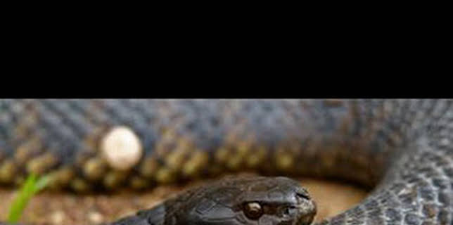 13:10: Astutos y letales: Supervivencia | Nat Geo Wild | 2/11 2026