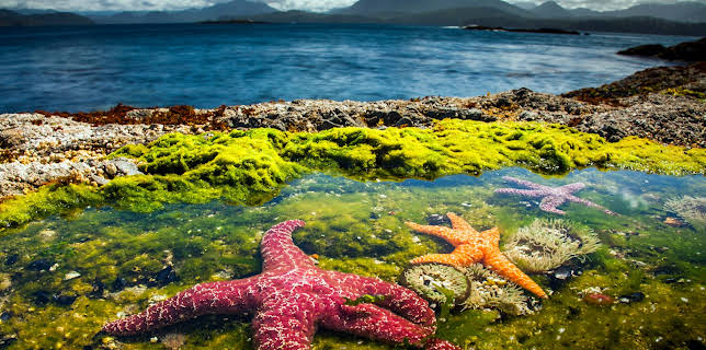 05:05: Der Blaue Planet: Extremwelt Küste | 3SAT | 2/2 2026