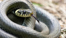 Im Reich von Kreuzotter & Co - Österreichs Schlangen hautnah