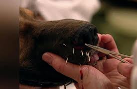 Campus Vets: Campus Vets - Season 1, Episode 7 - Sonic's Colic