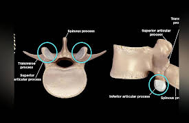 How We Move: The Gross Anatomy of Motion: The Spine: Fundamentals of the Body’s Axis