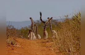 Lemur Street: High & Mighty