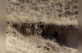 Moment Of Impact: Sneaky Hunter