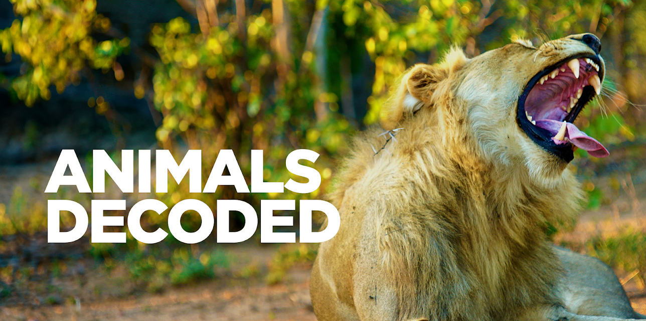 Animals Decoded