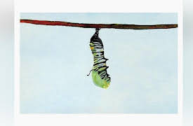 Key Wilde: Katy The Caterpillar