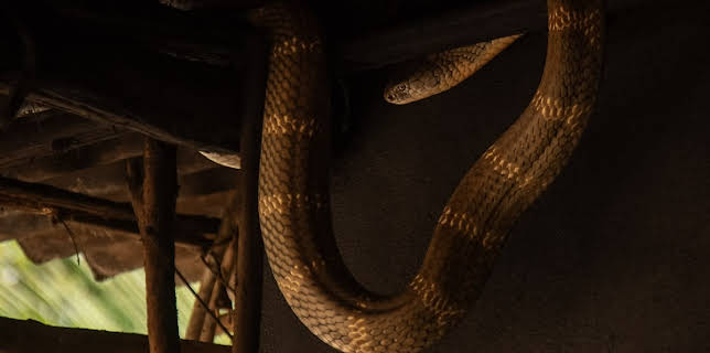 11:00 PM: Snakes In The City | Nat Geo Wild | 12/7 2025