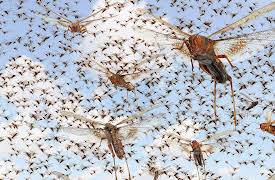 I Contain Multitudes: Microbe Minute, Season 1: Locusts