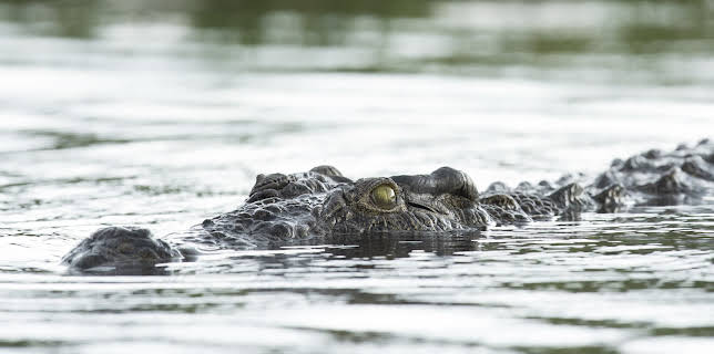 23:00: I Was Prey (S3 E9) (S3) | Animal Planet | 11/26 2025