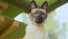 Dyrenes utrolige evner (S1 E18)