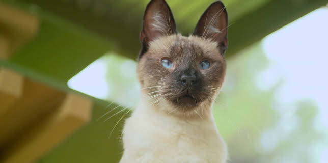 05:15: Dyrenes utrolige evner (S1 E18) (S1) | Animal Planet | 3/15 2026