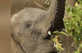 Blood Ivory Season 1: Success at a Cost